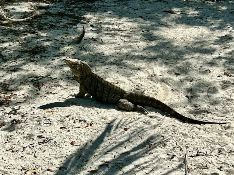 Island Wildlife Wonders: Discovering Unique Fauna on Tropical Getaways in 2026
