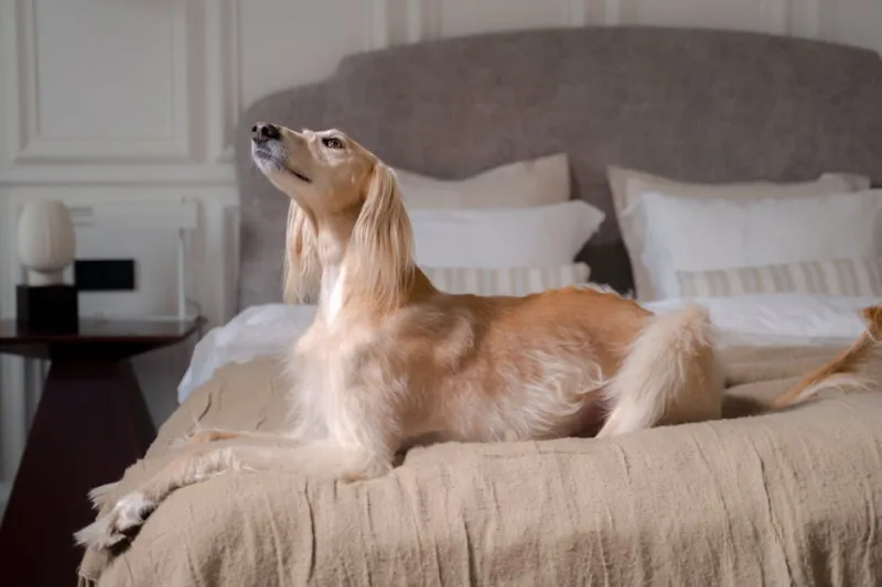 Innovative Pet-Friendly Homes: Tailoring Your Space for Your Furry Family in 2026