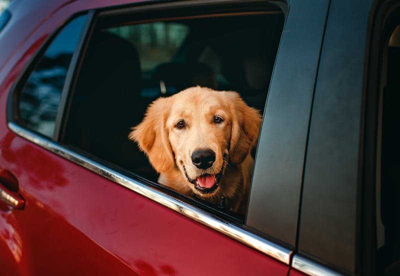 Traveling with Pets: Airline Rules, Vet Papers, and Pet-Friendly Stays