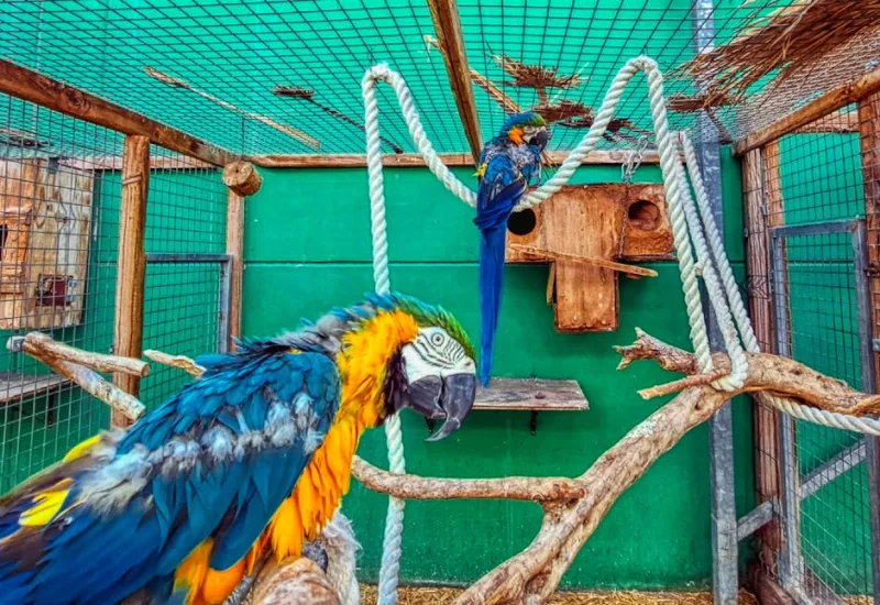 Luxury Estate Aviaries: Transforming Mansions with Winged Elegance in 2026