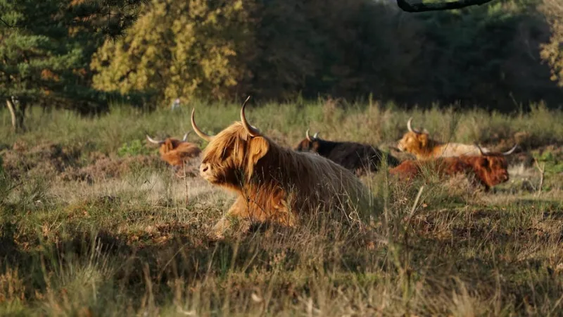 Rewilding the Scottish Highlands: A 2026 Journey Through Nature’s Renaissance