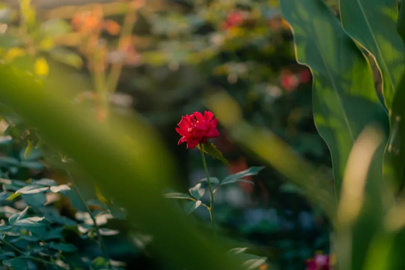 Stop and Smell the Roses: The Ultimate Guide to Planting Joy in 2026
