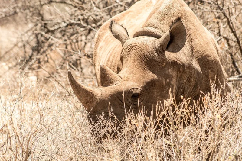 Sustainable Safari Adventures: Navigating Eco-Conscious Wildlife Tours in 2026