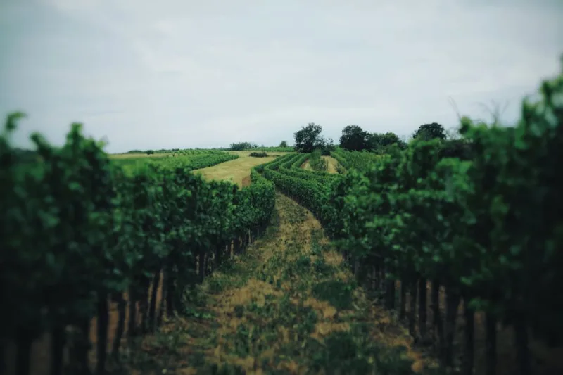 The Quiet Resurgence: Discovering the Hidden Wine Regions of 2026