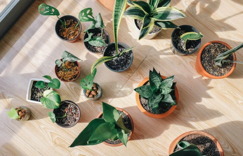 The 2026 Manual for Becoming the Ultimate Plant Parent: From Faux Pas to Foliage Fame