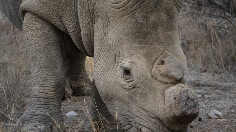 Rewild Your Life: The Ultimate 2026 Guide to Wildlife Conservation Voluntourism