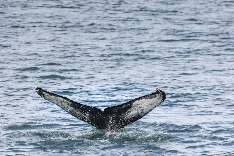 Whale Watching in 2026: New Frontiers and Unmissable Experiences