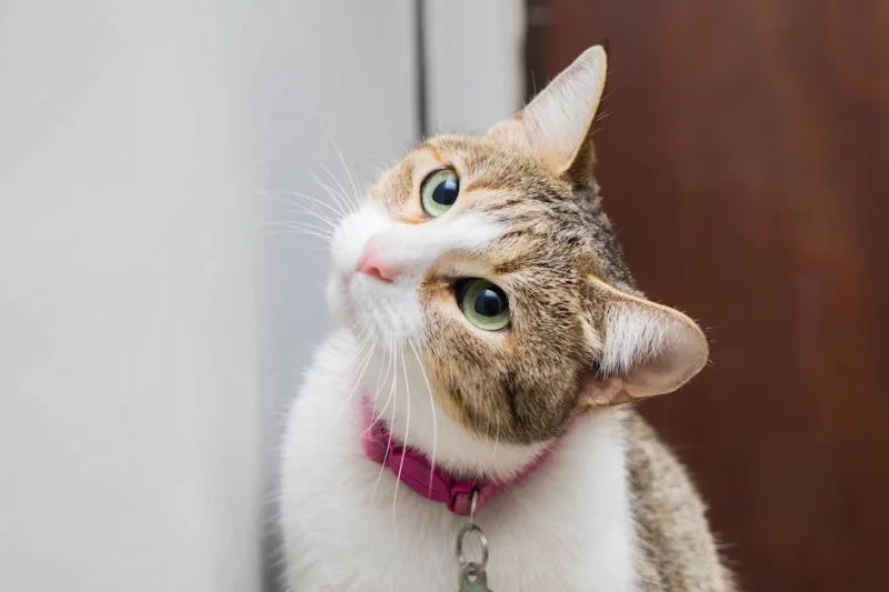 The 2026 Guide to Hilarious Pet Communication: Talking to Your Furry Friends Like a Pro