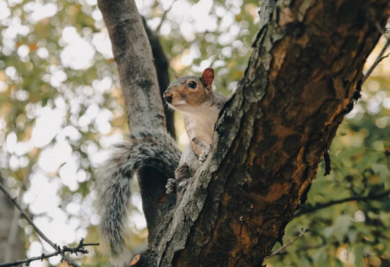 Exploring the Undiscovered Joys of Urban Wildlife Watch in 2026