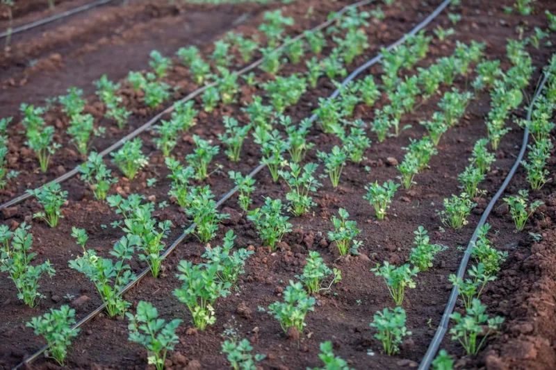 How to Maintain Your Lawn and Garden with Minimal Water Use
