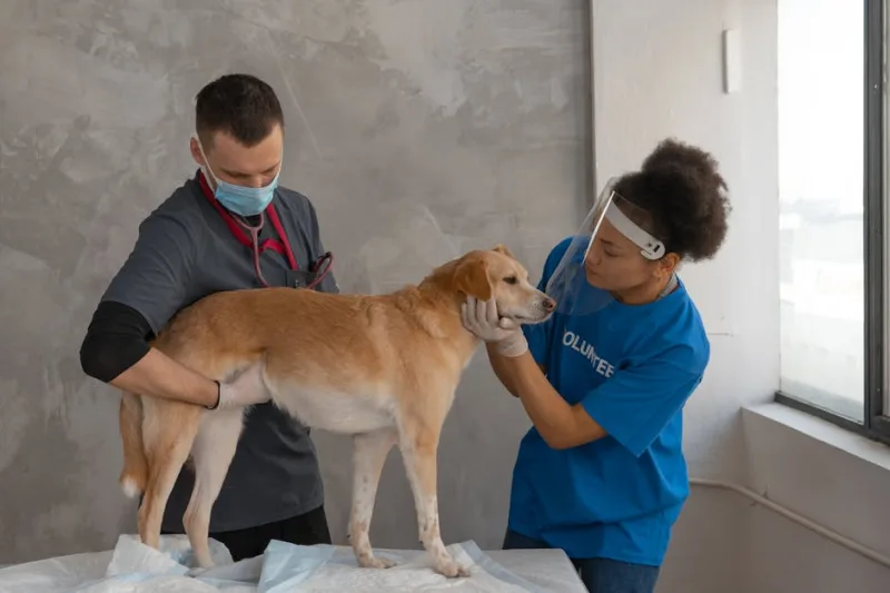10 Signs Your Pet Needs to See a Veterinarian