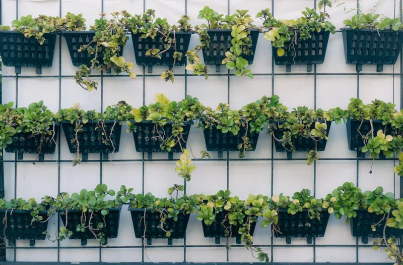 Why Vertical Landscaping Matters in Urban Areas