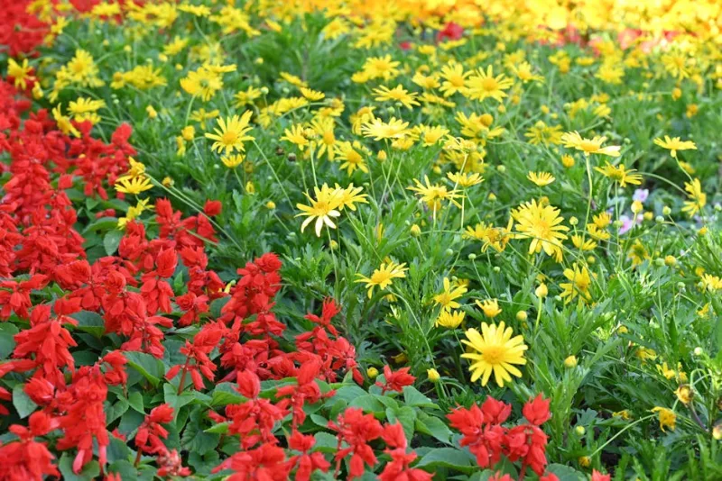 How to Achieve Colorful Blooms Year-Round