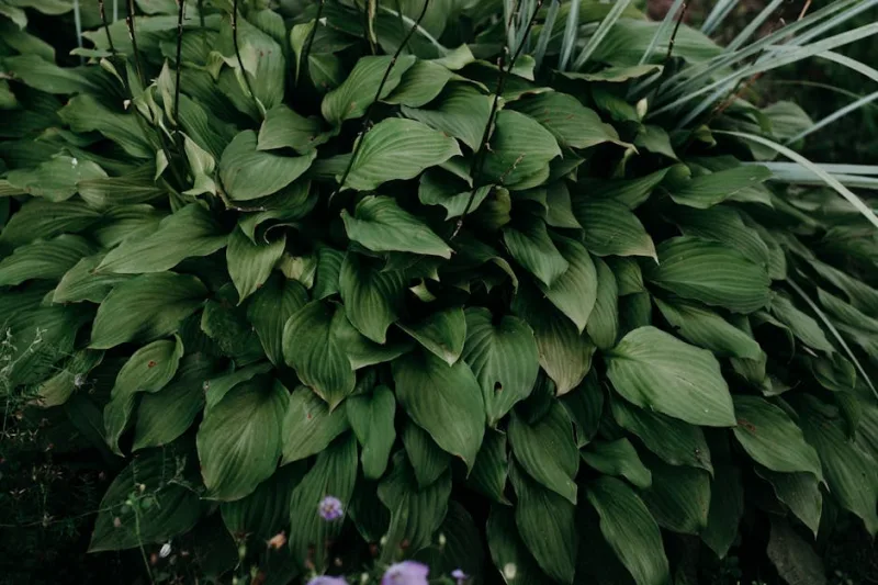15 Best Plants for Shady Gardens in 2026