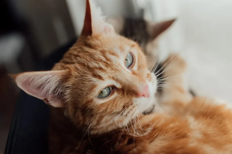 Why Spaying and Neutering Your Cat is Crucial in 2026