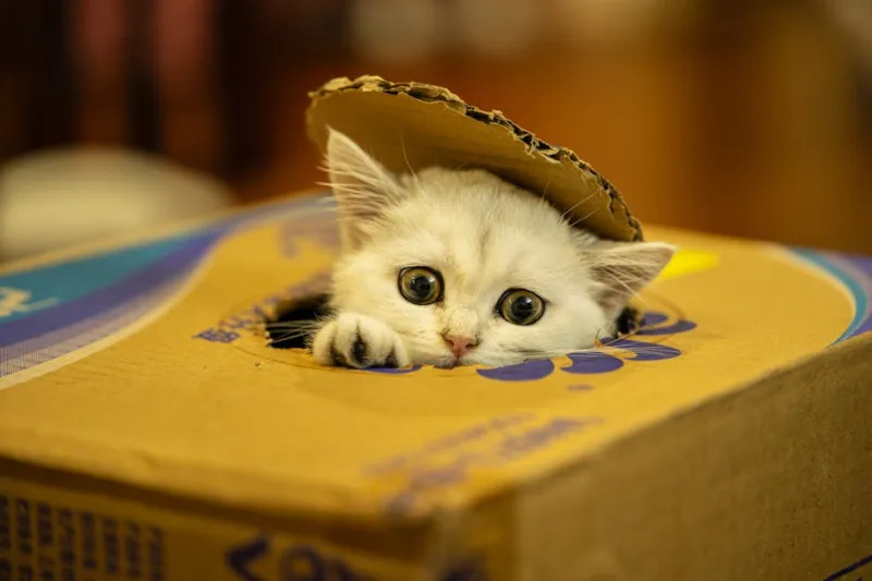 How to Choose the Right Cat Litter for Your Feline