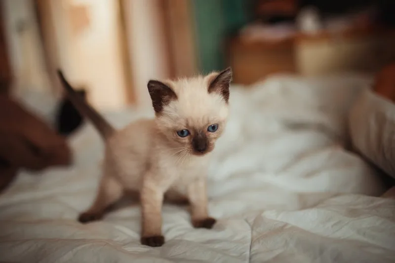 How to Prepare Your Home for a New Kitten