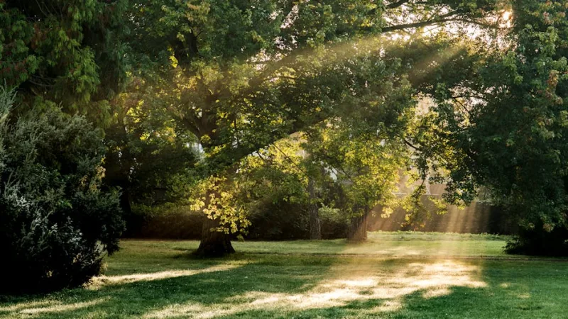 Embrace the New Wave: Forest Bathing for Urban Minds in 2026