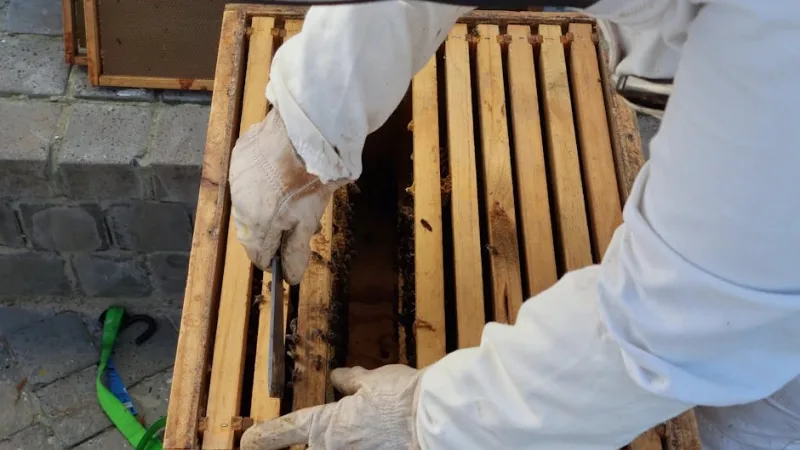 The Quirky World of Urban Beekeeping in 2026: A Buzzing Trend You Need to Know About