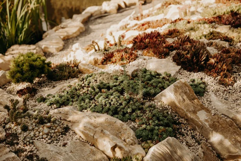 How to Harness the Power of Native Plants in Your 2026 Landscape Design
