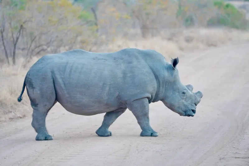 Experiencing the Extraordinary: 2026’s Guide to Wildlife Expeditions in Africa
