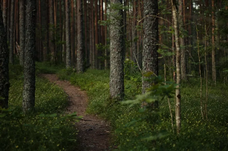 Revolutionize Your Routine: The Rise of Forest Bathing in 2026