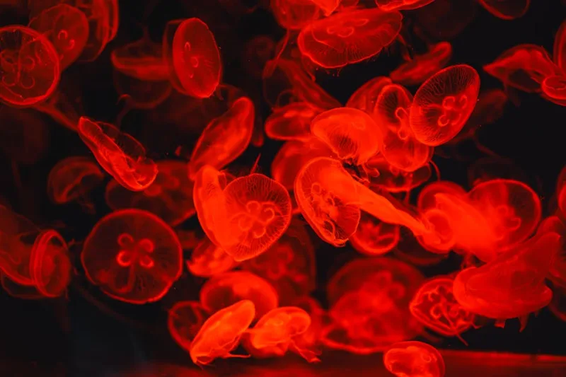 The Unseen World: Discovering the Hidden Wonders of Bioluminescent Wildlife in 2026