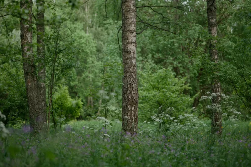 Rewilding the Urban Man: Embracing Nature in 2026