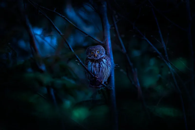 The Hidden World of Nocturnal Nature Tours: Experience Wilderness After Dark in 2026