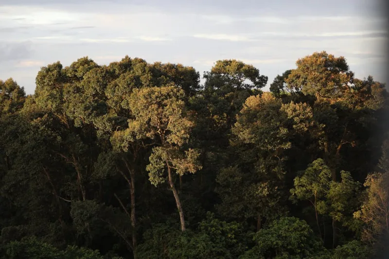 Treetop Retreats: Ascend to the Best Canopy Lodges of 2026