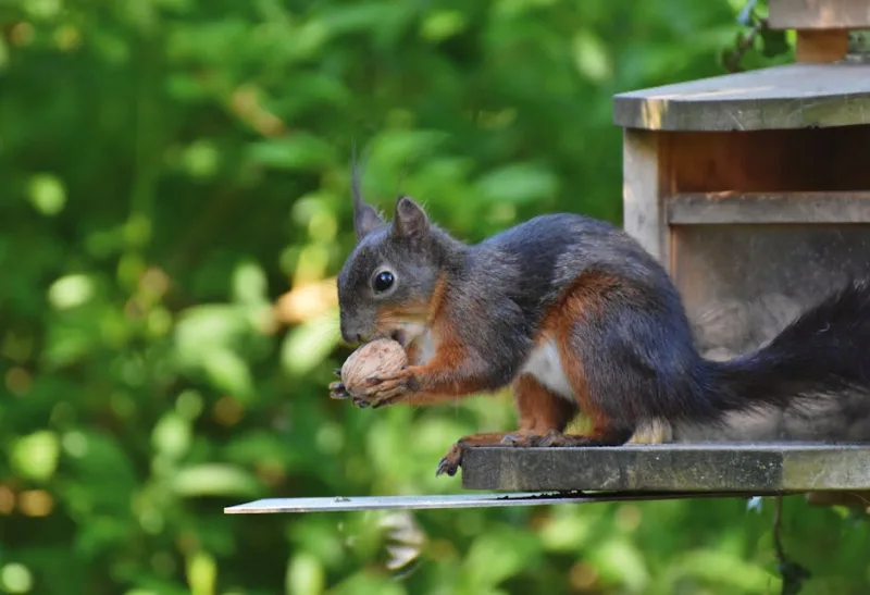 The Great Squirrel Conspiracy: Uncovering the 2026 Nutty Takeover