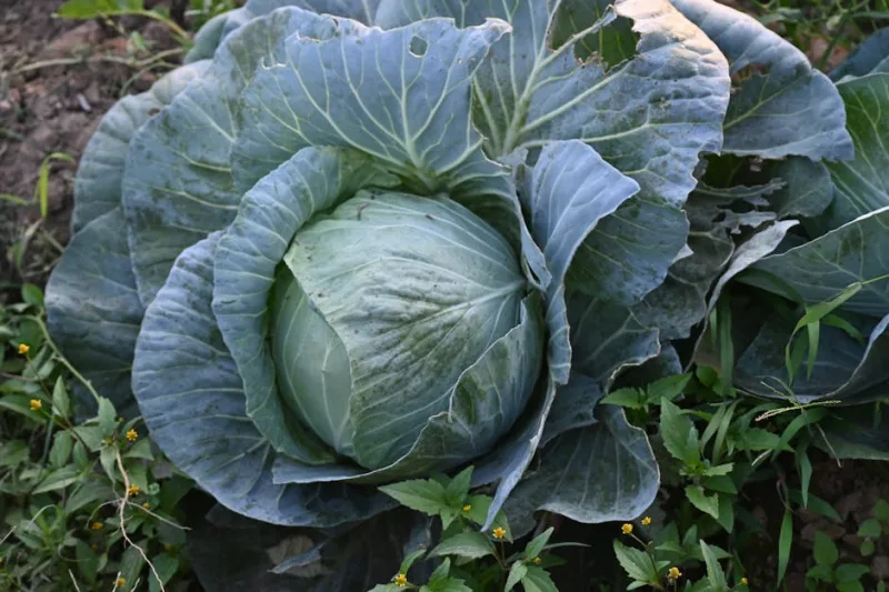 The Rise of Edible Landscapes: Cultivating Beauty and Nutrition in 2026