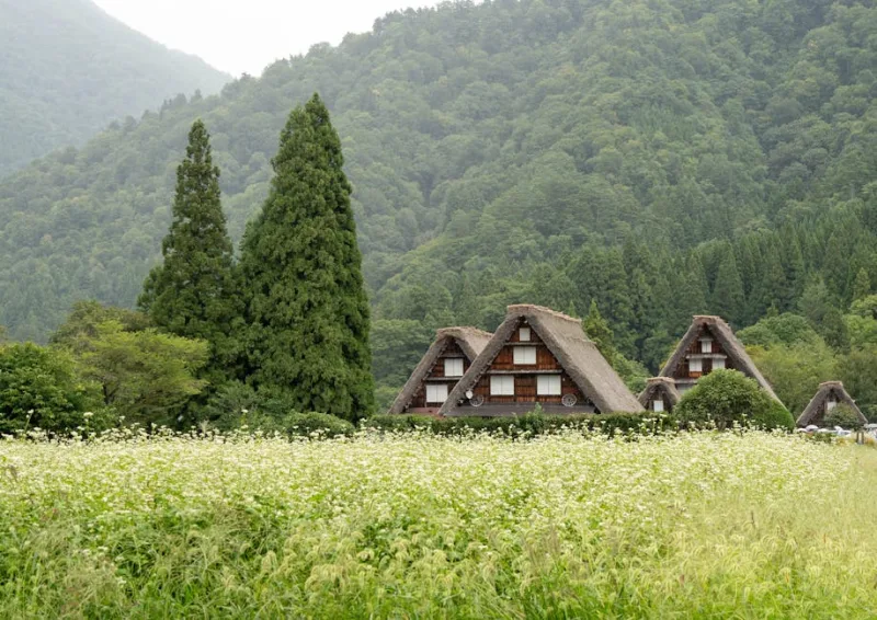 Unlocking Japan: Navigating the Allure of Japanese Countryside in 2026