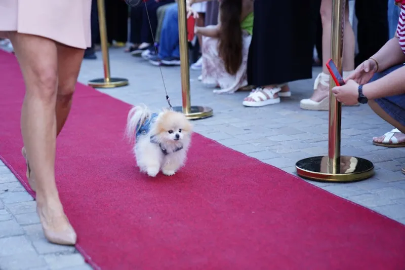 The Secret Lives of Celebrity Pets: Behind the Glamour in 2026