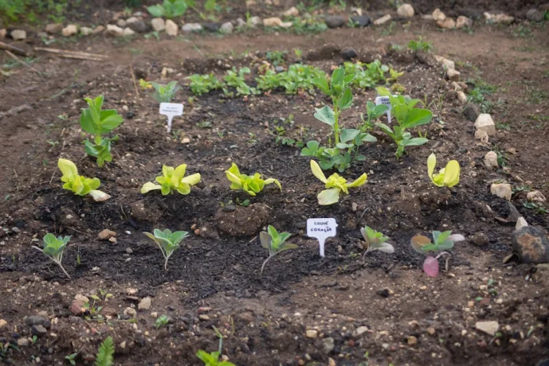 The 2026 Urban Homestead: Cultivating Self-Sufficiency in Small Spaces