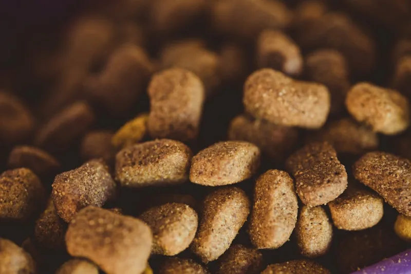 Beyond Kibbles and Bits: Gourmet Diet Trends for Pets in 2026