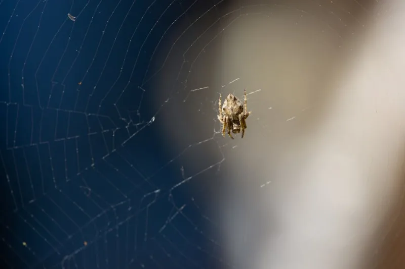 Unraveling the Mystery of the Singing Spiders of 2026
