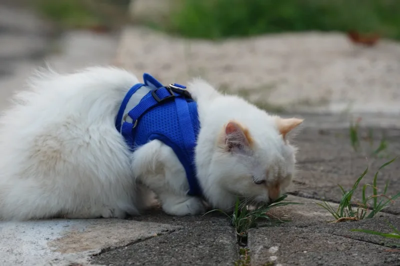 Outdoor Adventures: How to Safely Explore the Great Outdoors with Your Cat in 2026