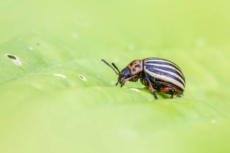 Eco-Friendly DIY Pest Control Solutions for 2026