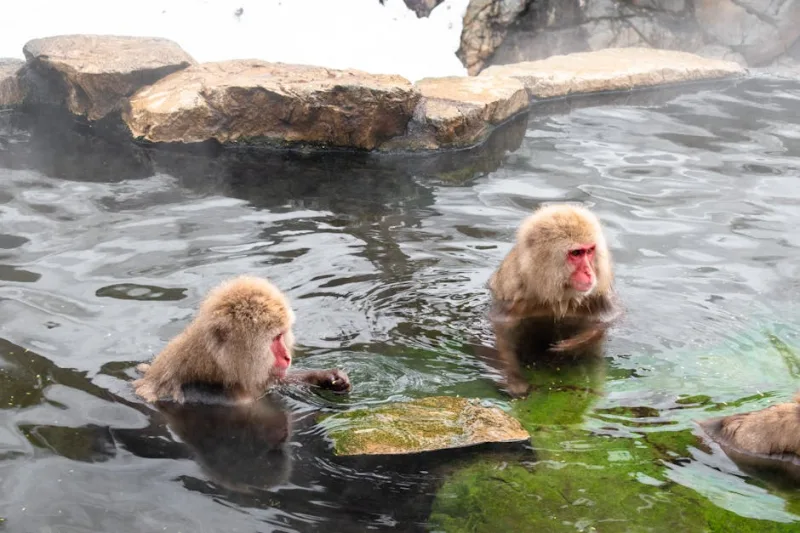 The Healing Waters of Japan: Onsen Journeys for Serenity in 2026
