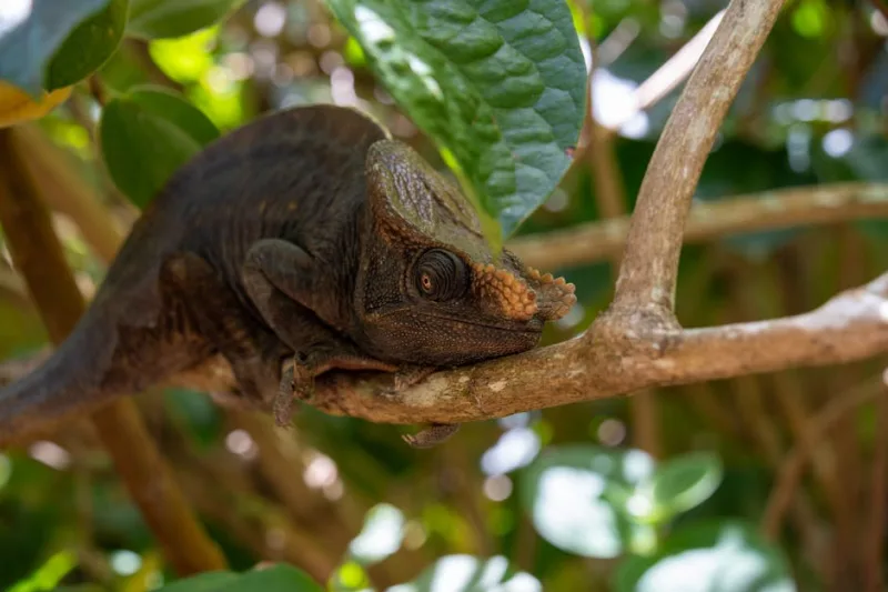 Embracing the Wild: A 2026 Trek Through Madagascar’s Hidden Rainforests
