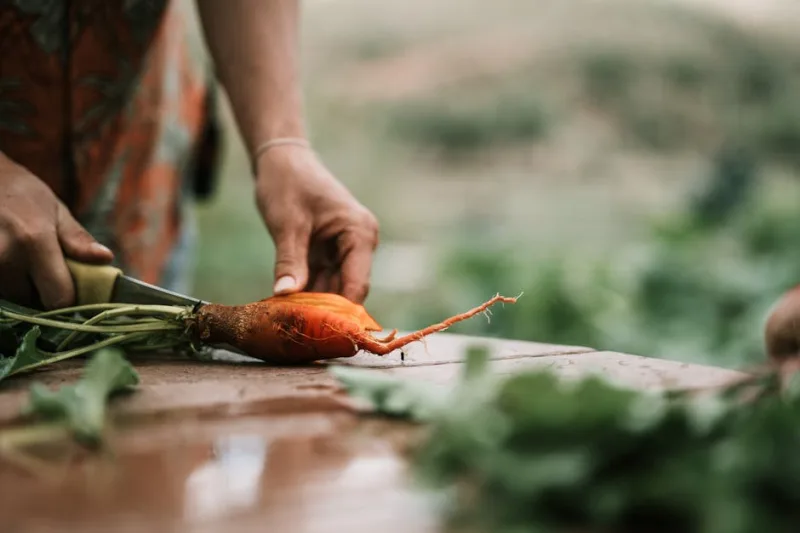 From Farm to Fork: Savoring the Sustainable Food Trails of 2026