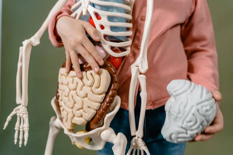 The Gut-Brain Connection: Unlocking Better Mental Health in 2026