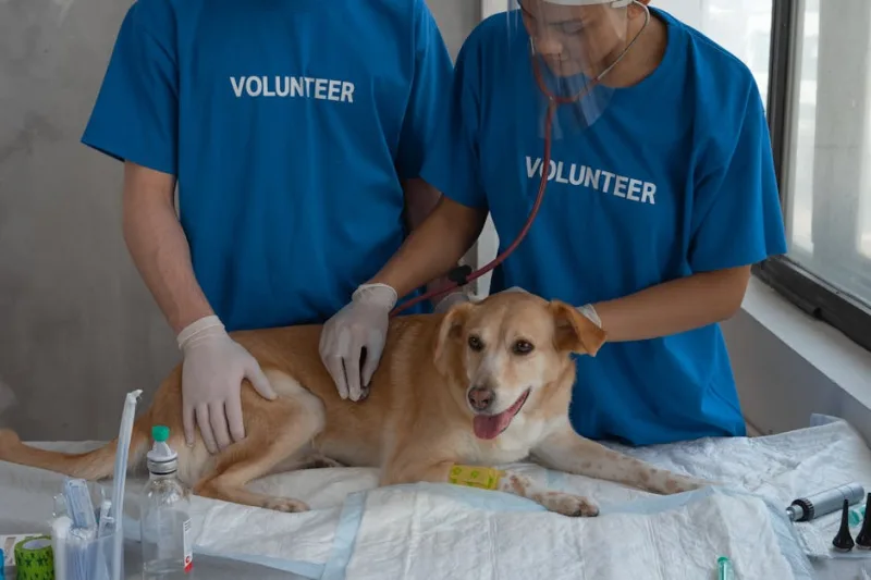 Island Volunteering Adventures: Giving Back in Paradise for 2026 and 2027