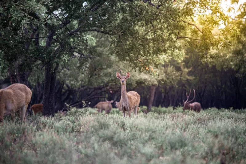 Beyond the Gates: Designing Private Wildlife Sanctuaries for Mansions in 2026