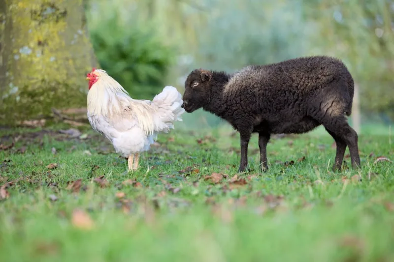 Unlikely Friends: The Surprising Benefits of Pet Pairing in 2026