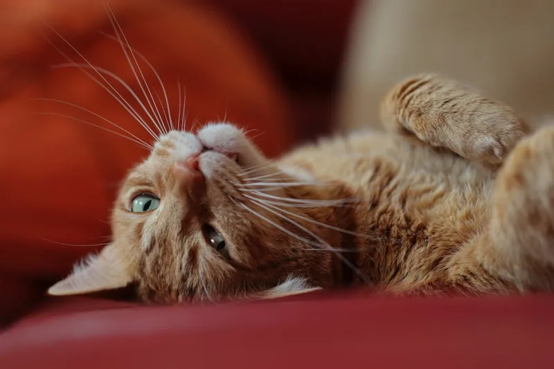 2026’s Guide to the Art of Pet Parenting: The Joys and Quirks of Living with Furry Philosophers