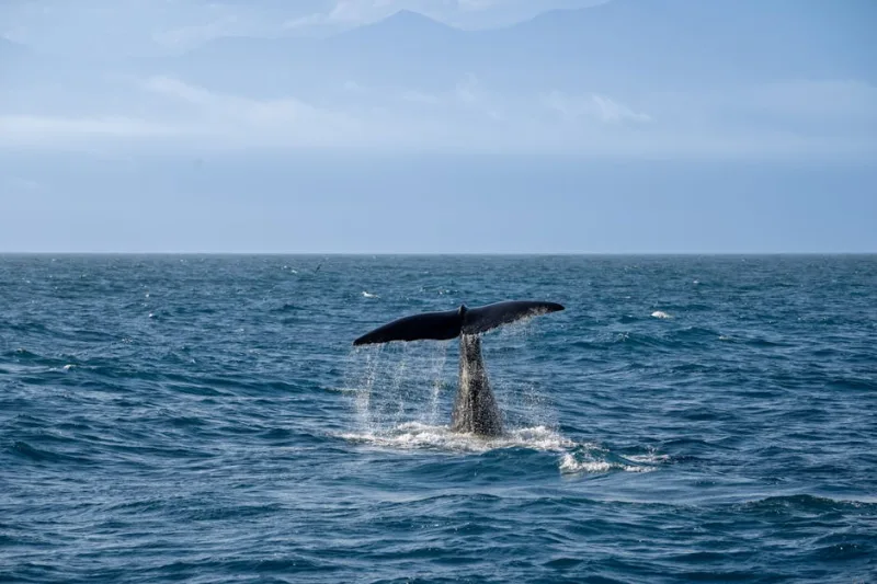 Whale Watching Wonders: The Best Spots to Witness Majestic Giants in 2026