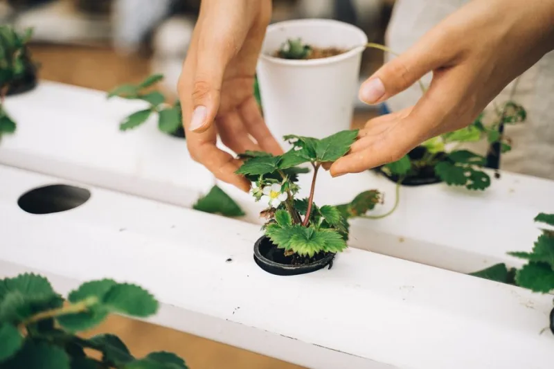 The Art of DIY Hydroponics: Grow Fresh Produce at Home in 2026