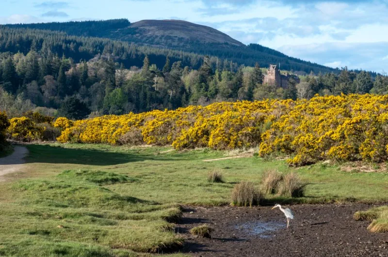 Footsteps of History: The 2026 Journey Across Scotland’s Ancient Pilgrimage Routes